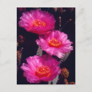 Carte Postale Fleurs de Cactus Beavertail 2