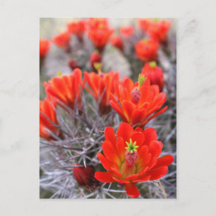 Carte Postale Fleurs de cactus Coupes de Claret en Fleurs rouges