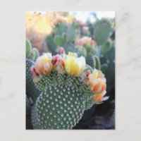 Fleurs de cactus Fleurs d'orange rose jaune