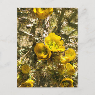 Carte Postale Fleurs de cactus Flores de cholla jaune