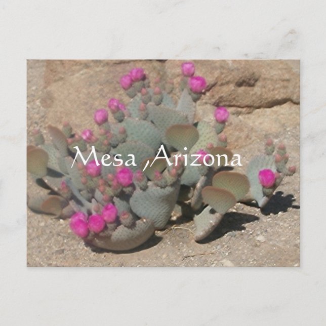 Carte Postale Fleurs de cactus roses en Mesa, Arizona (Devant)