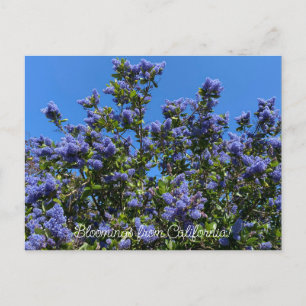 Carte Postale Fleurs de Californie : Ceanothus Ray Hartman