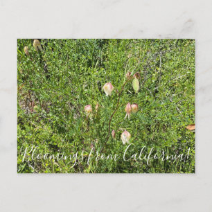 Carte Postale Fleurs de Californie : Lanternes de Fée