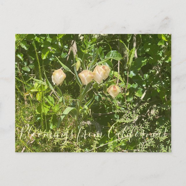 Carte Postale Fleurs de Californie : Lanternes de Fée (Devant)