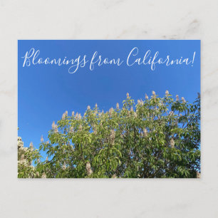 Carte Postale Fleurs de Californie : Marronnier de Californie Po