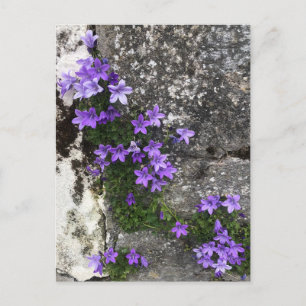 Carte Postale Fleurs de Campanula poussant sur un mur