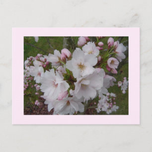 Carte Postale Fleurs de cerises délicates