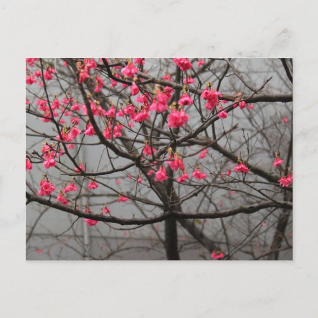 Carte Postale Fleurs de cerisier (Devant)