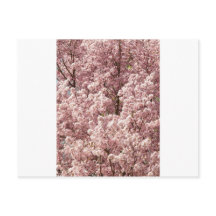 Fleurs de cerisier Arbre Nature Destiny Park