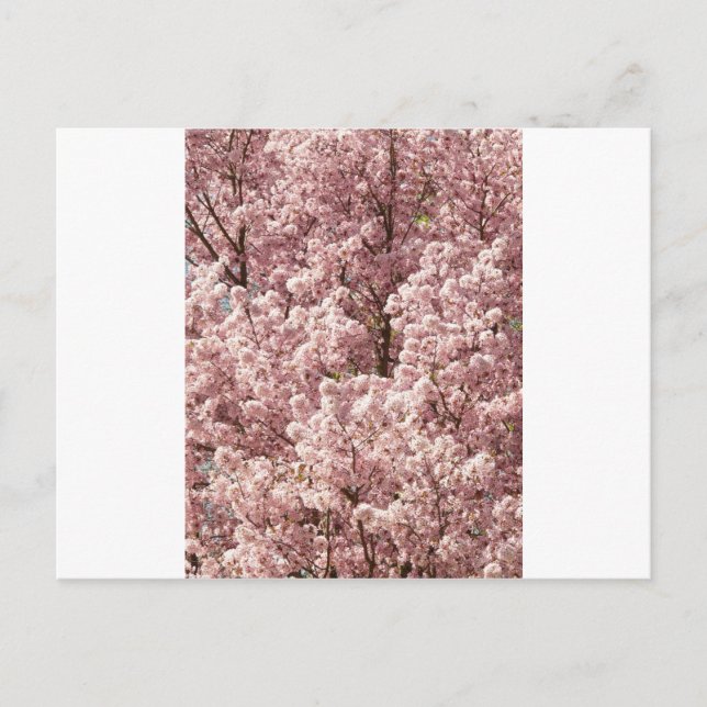 Carte Postale Fleurs de cerisier Arbre Nature Destiny Park (Devant)
