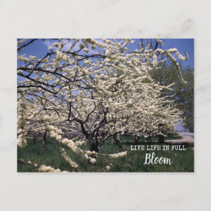 Carte Postale Fleurs de cerisier Fleurs de verger de ferme rétro