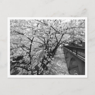 Carte Postale Fleurs de cerisier: rivière Meguro, Tokyo (noir et