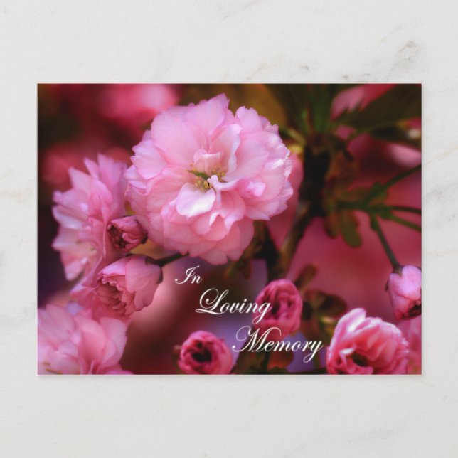 Carte Postale Fleurs de cerisier roses printanières en souvenir  (Devant)