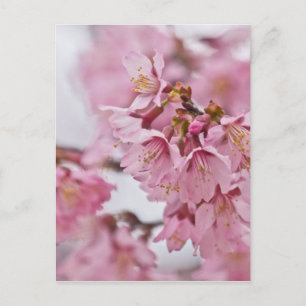 Carte Postale Fleurs de cerisier Sakura rose pâle