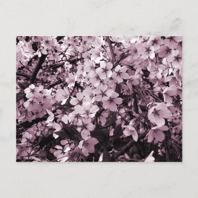 Carte Postale Fleurs de cerisiers (Devant)