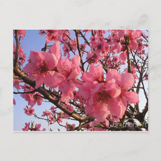 Carte Postale Fleurs de cerisiers