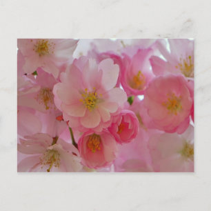 Carte Postale Fleurs de cerisiers