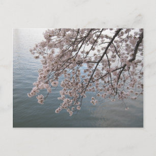 Carte Postale fleurs de cerisiers au-dessus du bassin de marée