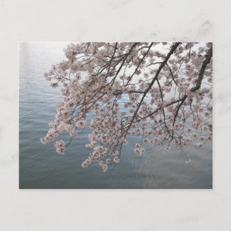 Carte Postale fleurs de cerisiers au-dessus du bassin de marée