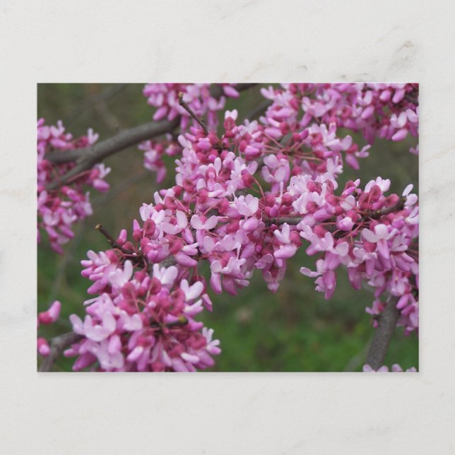 Carte Postale Fleurs de cerisiers au Monticello de Jefferson (Devant)