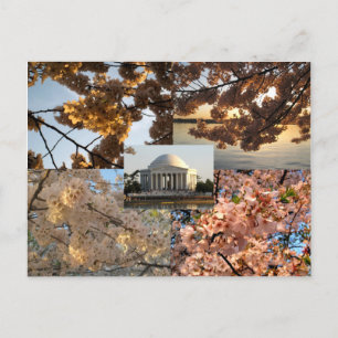Carte Postale Fleurs de cerisiers dans le bassin de marée de DC