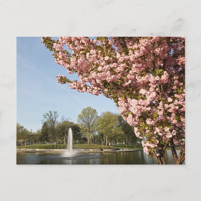 Carte Postale Fleurs de cerisiers dans Lincoln Park (Devant)