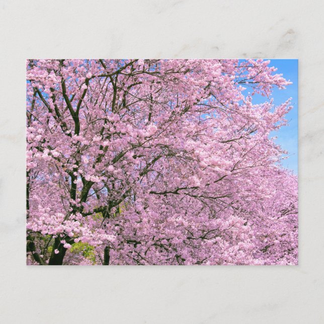 Carte Postale Fleurs de cerisiers en fleurs (Devant)