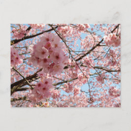 Carte Postale Fleurs de cerisiers : Japon