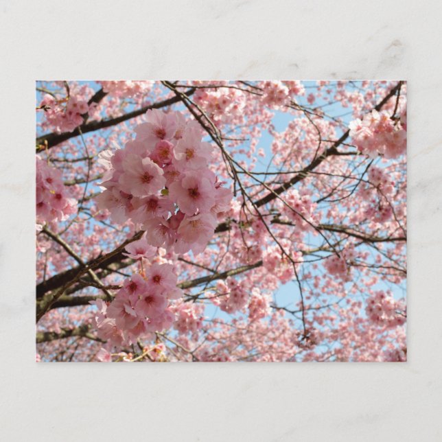 Carte Postale Fleurs de cerisiers : Japon (Devant)