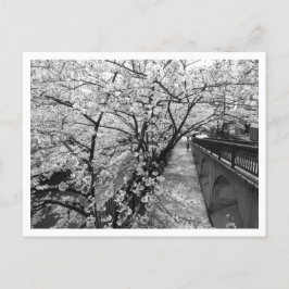 Carte Postale Fleurs de cerisiers : Meguro, Tokyo (noir/blanc)