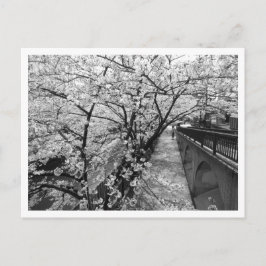 Carte Postale Fleurs de cerisiers : Meguro, Tokyo (noir/blanc)
