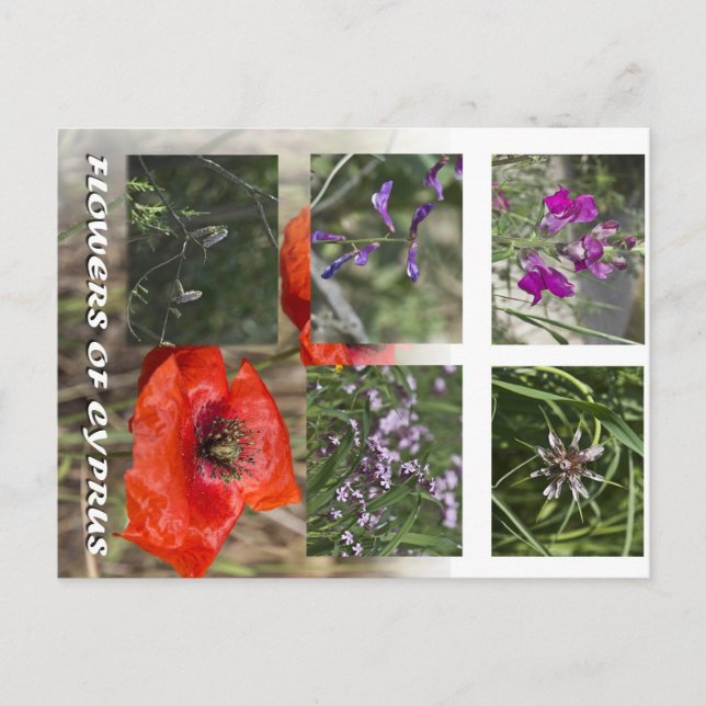Carte Postale fleurs de chypre (Devant)