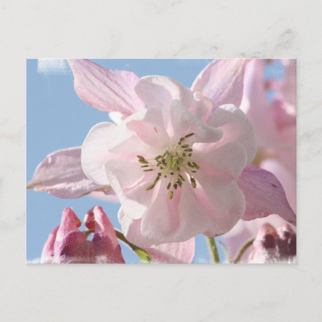 Carte postale Fleurs de colonne rose (Devant)