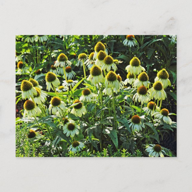 Carte Postale Fleurs de cônes, Bute Park, Cardiff, Pays de Galle (Devant)