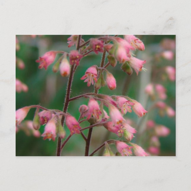 Carte Postale Fleurs de Coralbell (Devant)