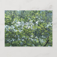 fleurs de cornouiller blanc de printemps