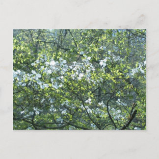 Carte Postale fleurs de cornouiller blanc de printemps