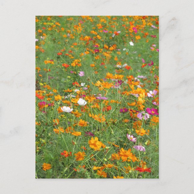 Carte Postale Fleurs de Cosmos : Japon (Devant)