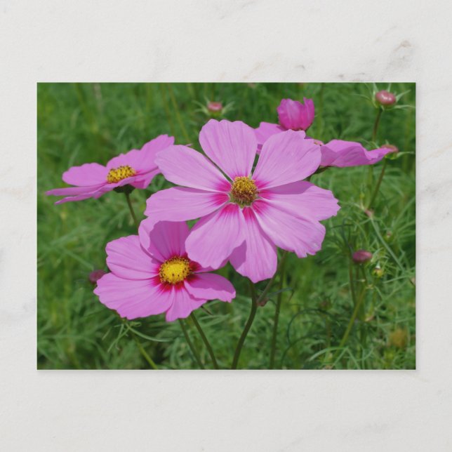 Carte Postale Fleurs De Cosmos Rose Au Soleil (Devant)