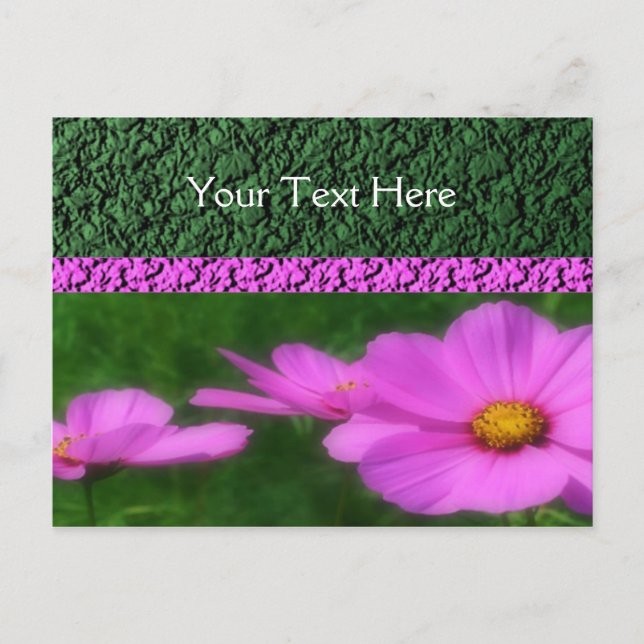 Carte Postale Fleurs De Cosmos Rose Vivid (Devant)