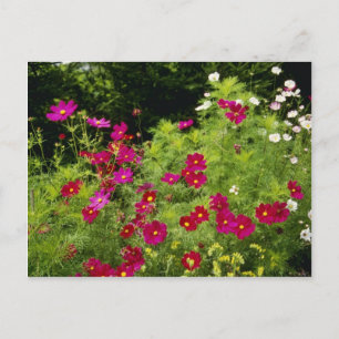 Carte Postale Fleurs de Cosmos rouges