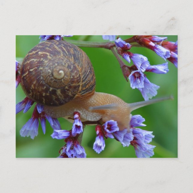 CARTE POSTALE FLEURS DE COURRIER (Devant)