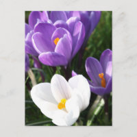 Fleurs de crocus
