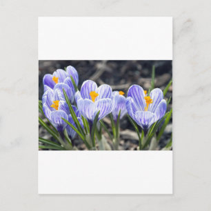 Carte Postale Fleurs de crocus