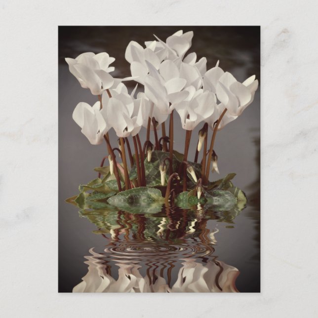 Carte Postale Fleurs de cyclamen blanc dans l'eau (Devant)