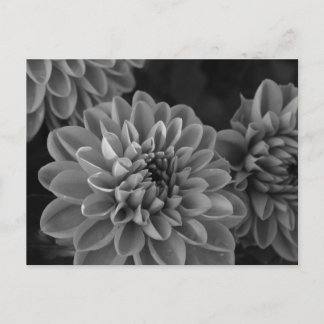 Carte Postale Fleurs de dahlia (noir & blanc)