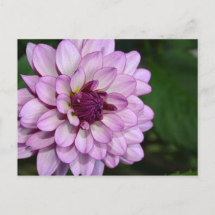 Carte postale fleurs de dahlia violet