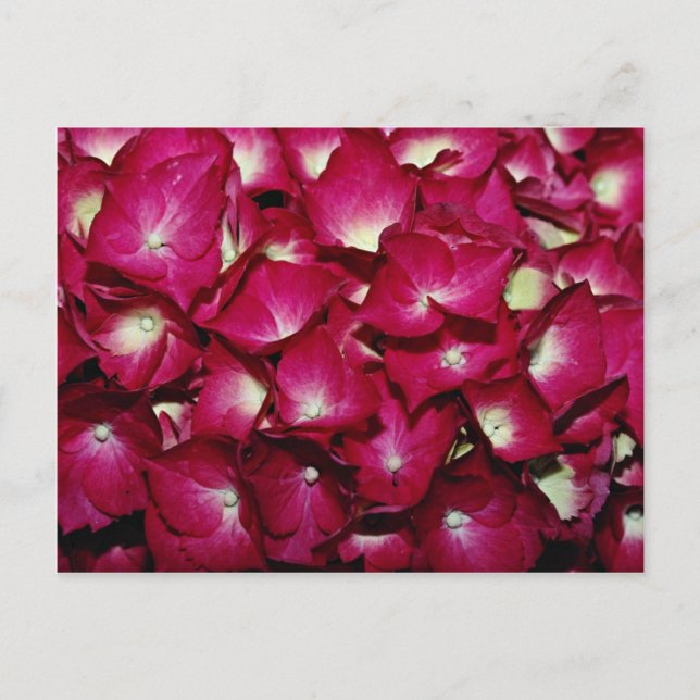 Carte Postale Fleurs de delphinium (Devant)