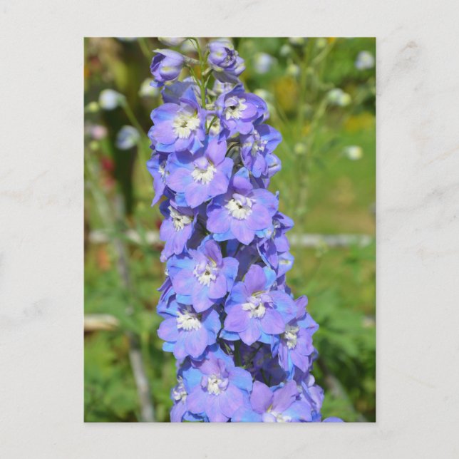 Carte Postale Fleurs de delphinium bleu (Devant)
