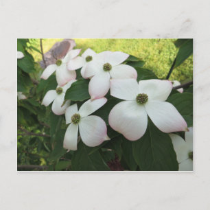 Carte Postale Fleurs de Dogwood